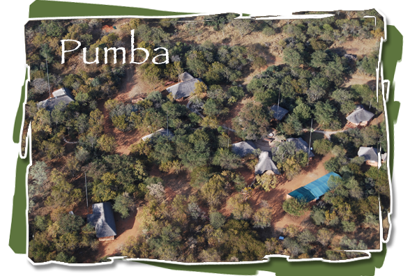 Pumba